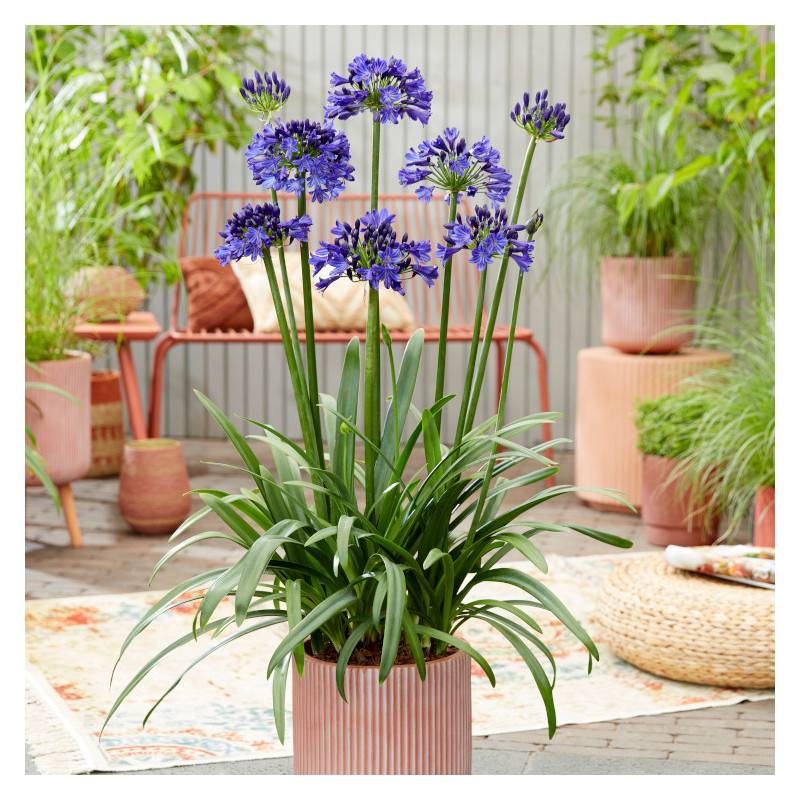 Agapanthe EVERPANTHUS® Midnight Sky 'DWAgHyb01' à fleurs Bleue/Violette - feuillage Caduc - Godet - 5/20 cm - Imagen 1