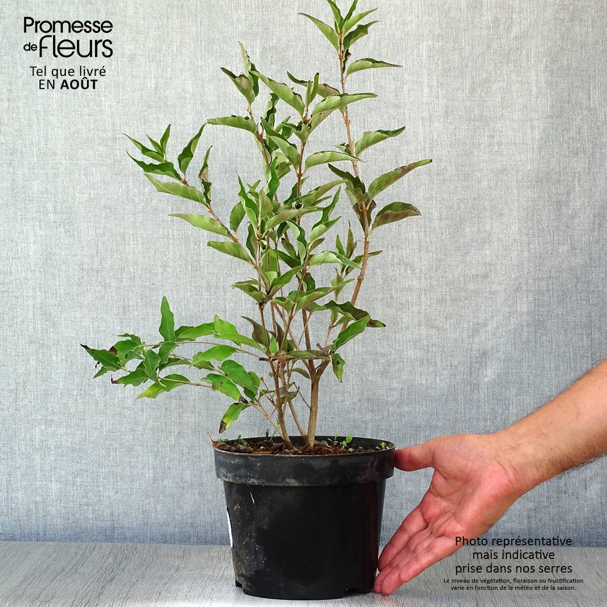 Lilas de Chine - Syringa patula Miss Kim Pot de 2L/3L - Image 2