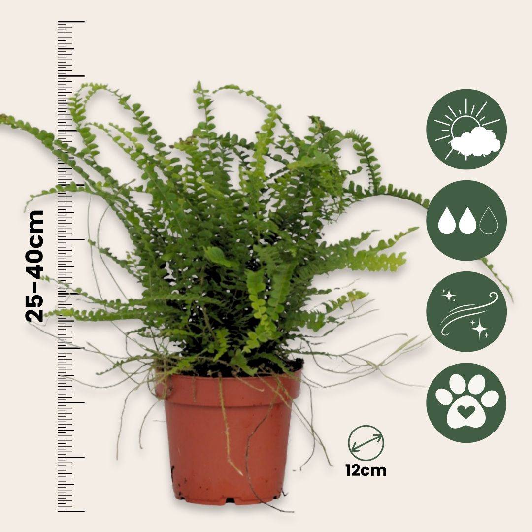 Plant In A Box - Fougère de Duff - Nephrolepis 'Duffii' - Hauteur 25-40cm - ⌀12cm - Image 5