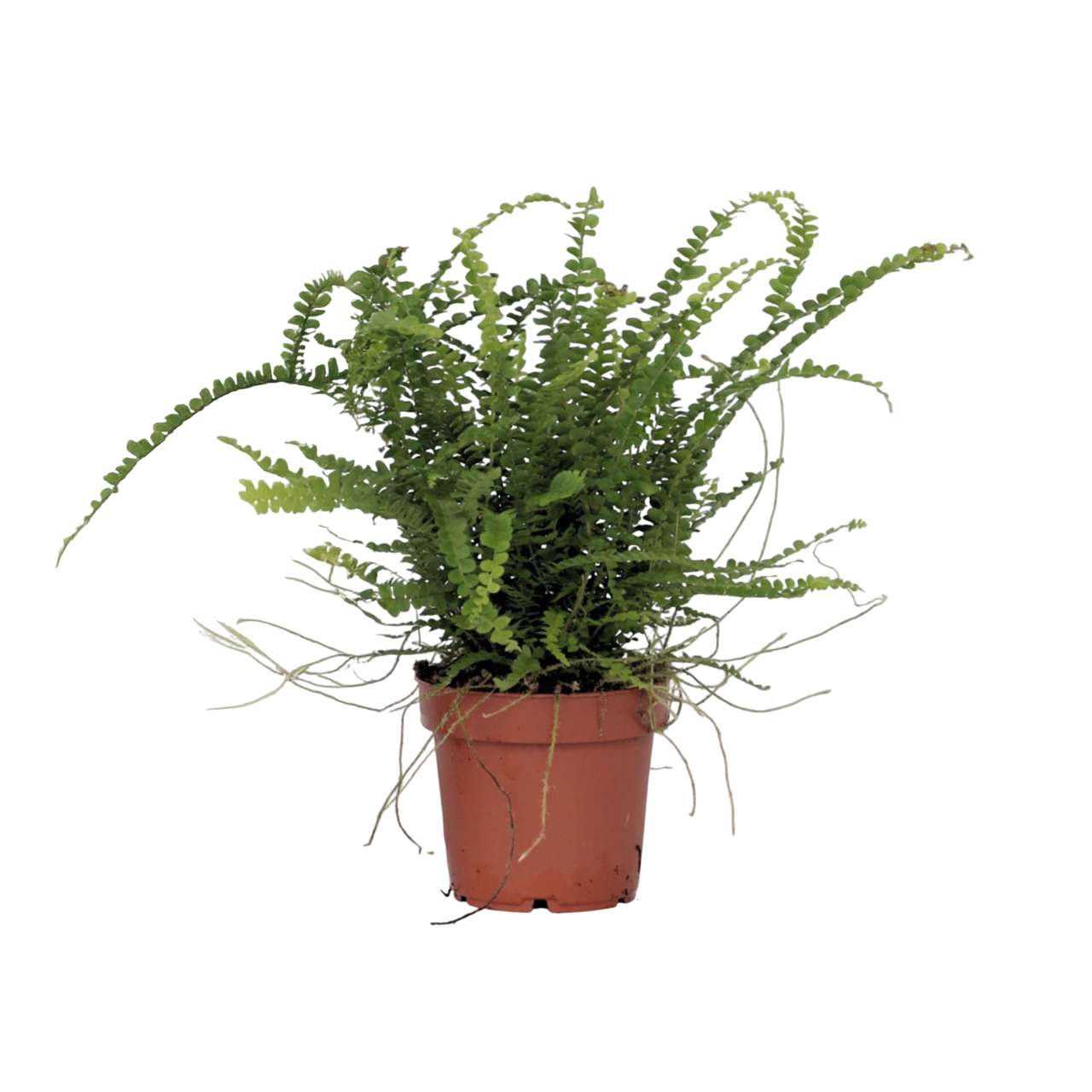 Plant In A Box - Fougère de Duff - Nephrolepis 'Duffii' - Hauteur 25-40cm - ⌀12cm - Image 1