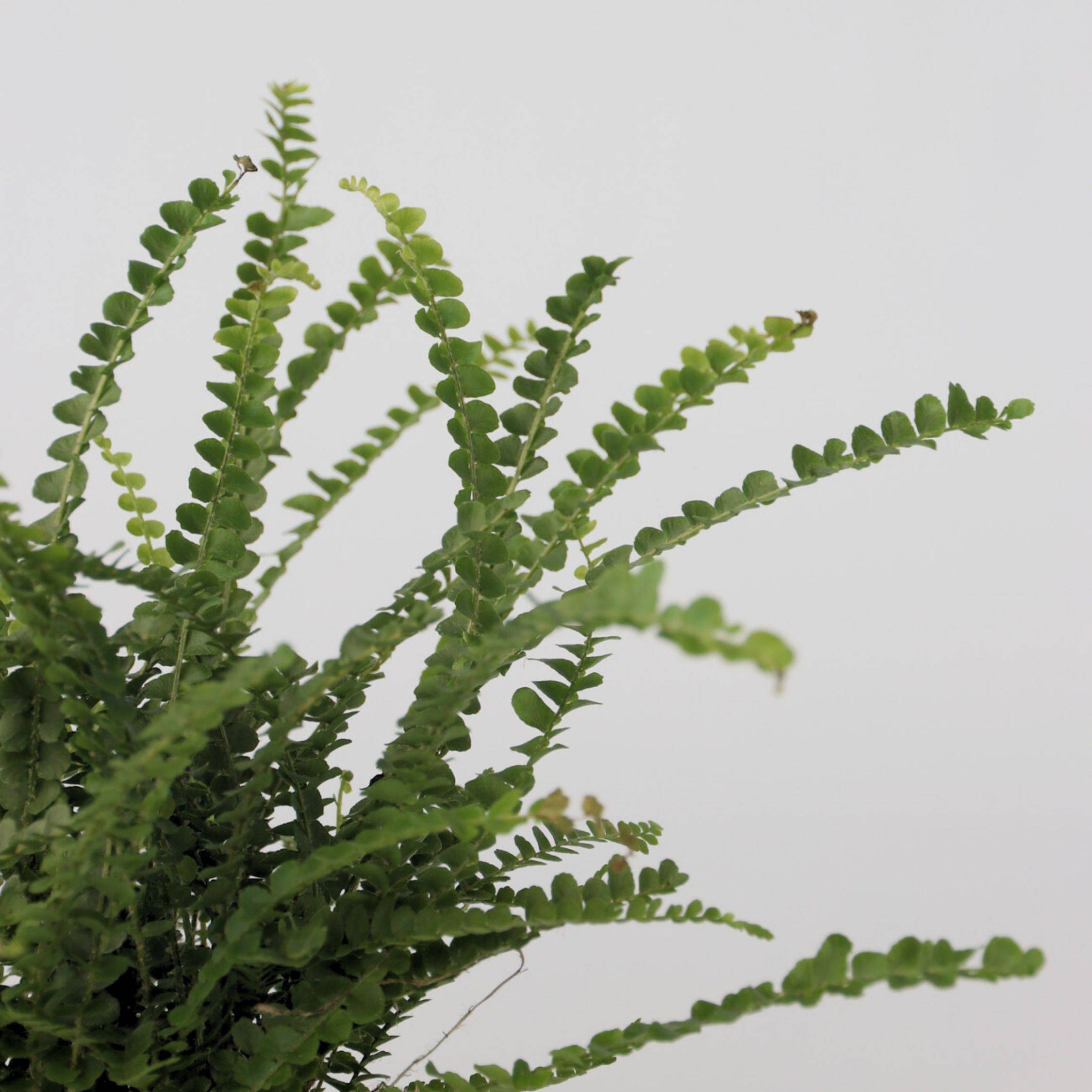 Plant In A Box - Fougère de Duff - Nephrolepis 'Duffii' - Hauteur 25-40cm - ⌀12cm - Image 4