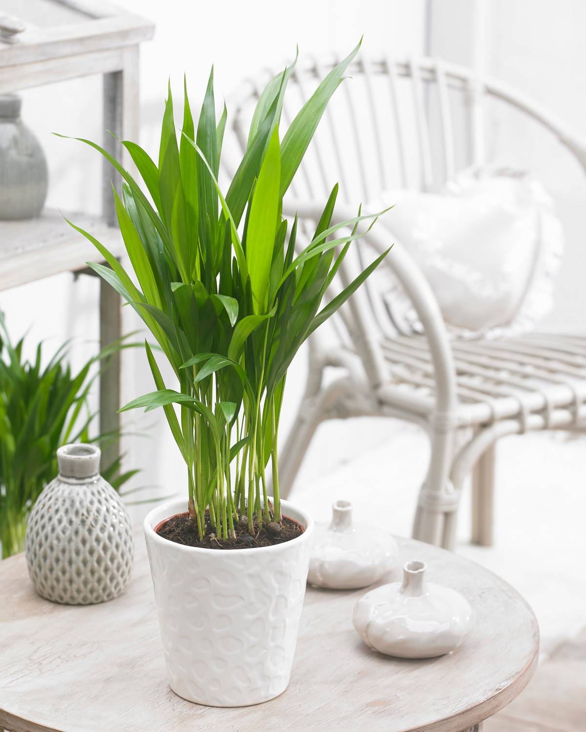 Gardenersdream - Dypsis Lutescens Areca Palmier Tropical Plante D’Intérieur | Pot De 13 Cm - GardenersDream - Imagen 1
