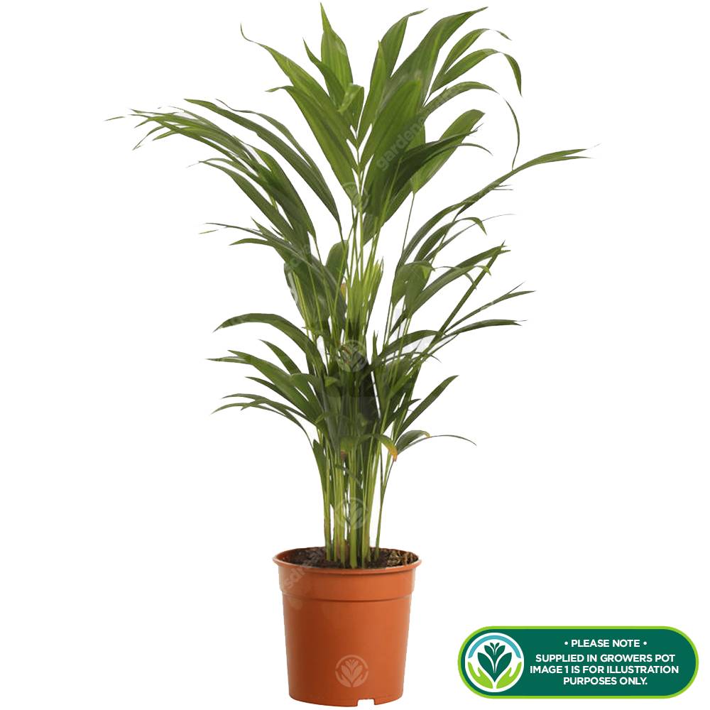Gardenersdream - Dypsis Lutescens Areca Palmier Tropical Plante D’Intérieur | Pot De 13 Cm - GardenersDream - Imagen 2