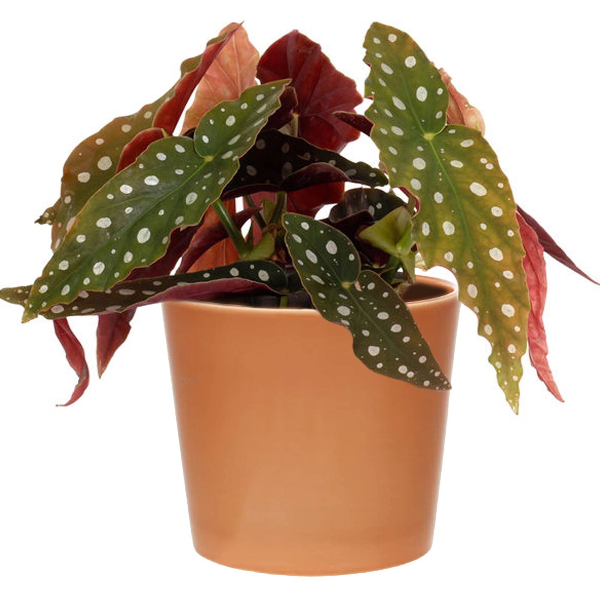Gardenersdream - 1 X Begonia Maculé Supérieur | 20 - 30 Cm Plante D’Intérieur En Pot En Vente - GardenersDream - Imagen 1