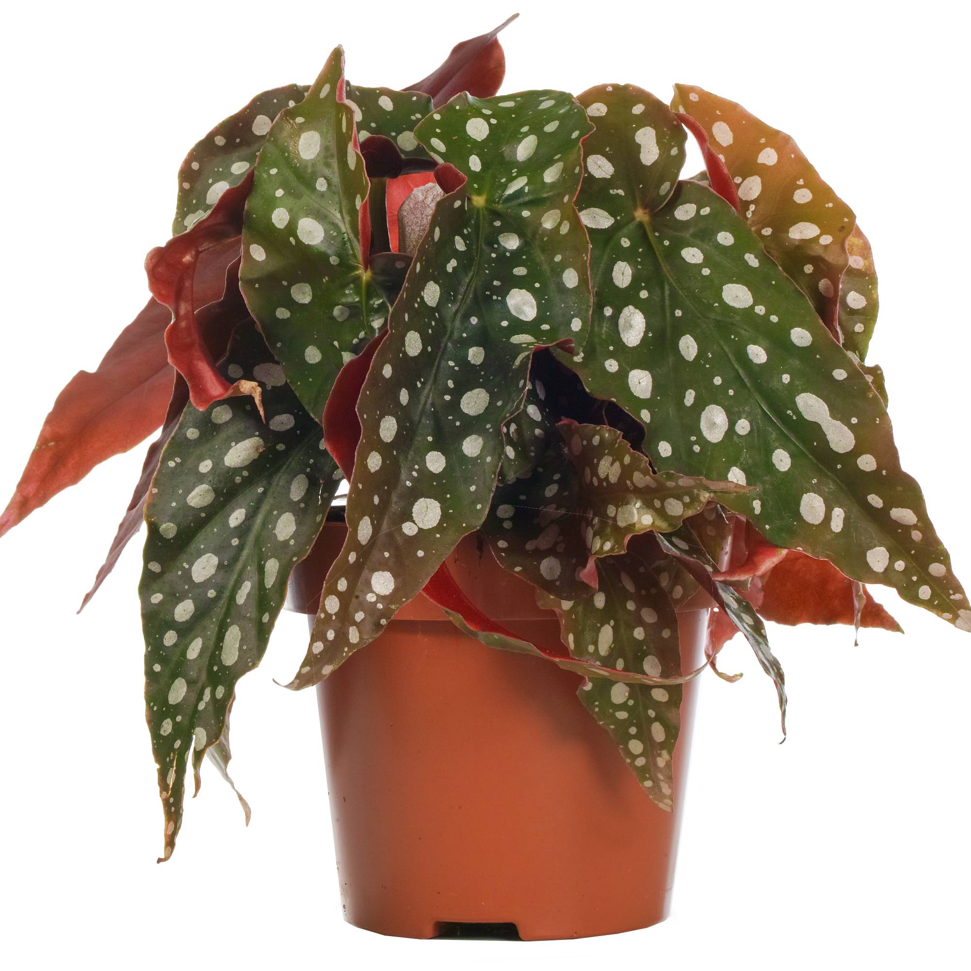 Gardenersdream - 1 X Begonia Maculé Supérieur | 20 - 30 Cm Plante D’Intérieur En Pot En Vente - GardenersDream - Imagen 2
