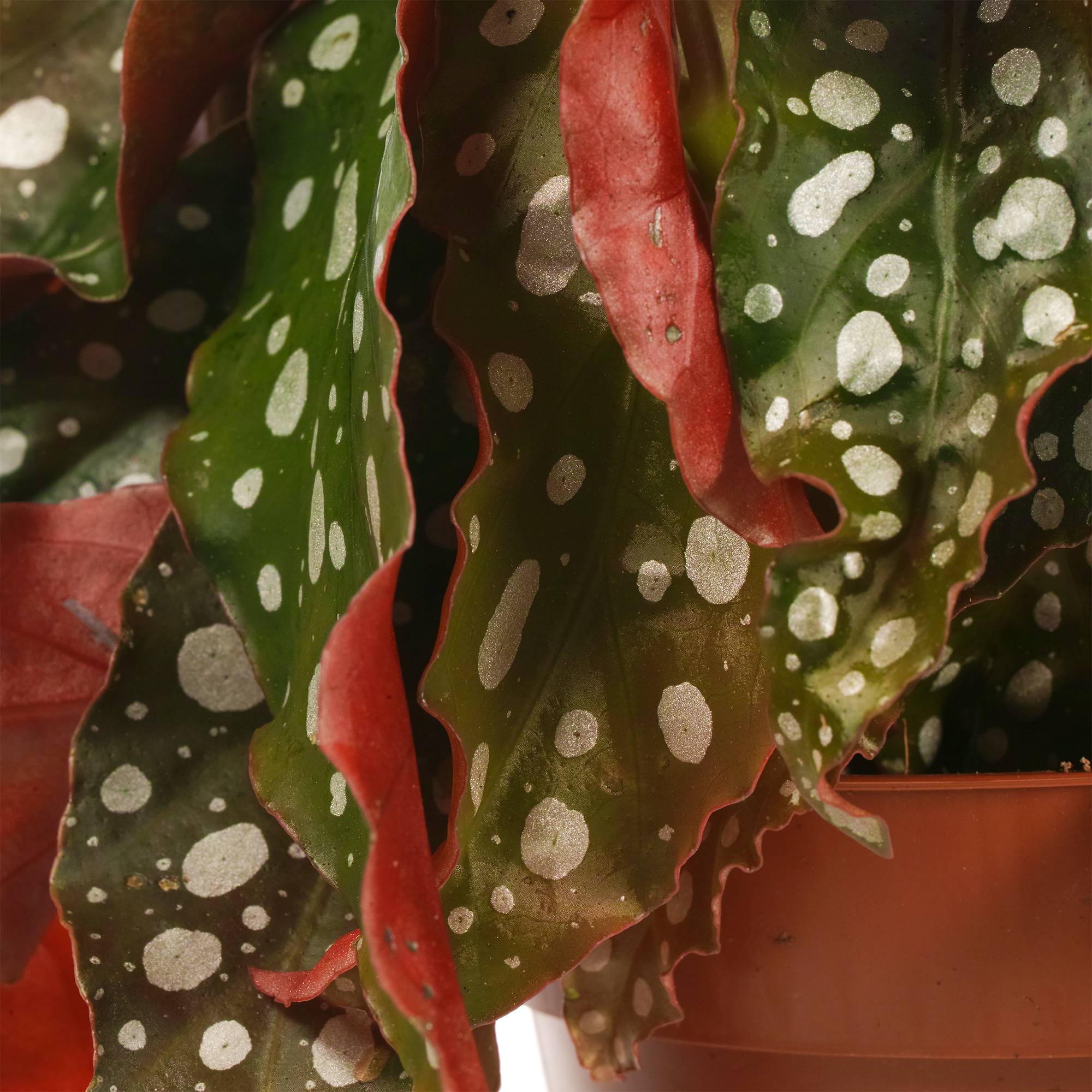 Gardenersdream - 1 X Begonia Maculé Supérieur | 20 - 30 Cm Plante D’Intérieur En Pot En Vente - GardenersDream - Imagen 3