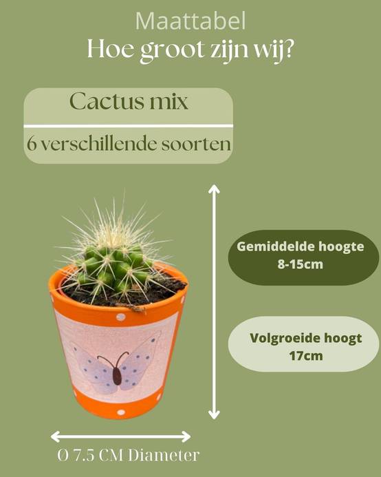 La Green Touch - Lot de 6 Cactus - Collection Papillon- La Green Touch - Image 4