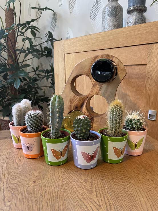 La Green Touch - Lot de 6 Cactus - Collection Papillon- La Green Touch - Image 2