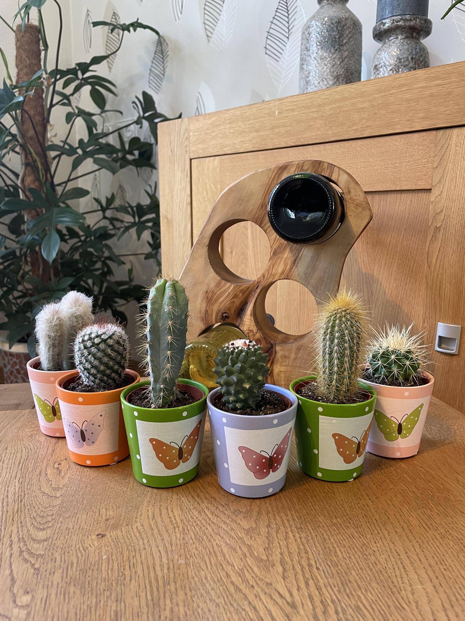 La Green Touch - Lot de 6 Cactus - Collection Papillon- La Green Touch - Image 2