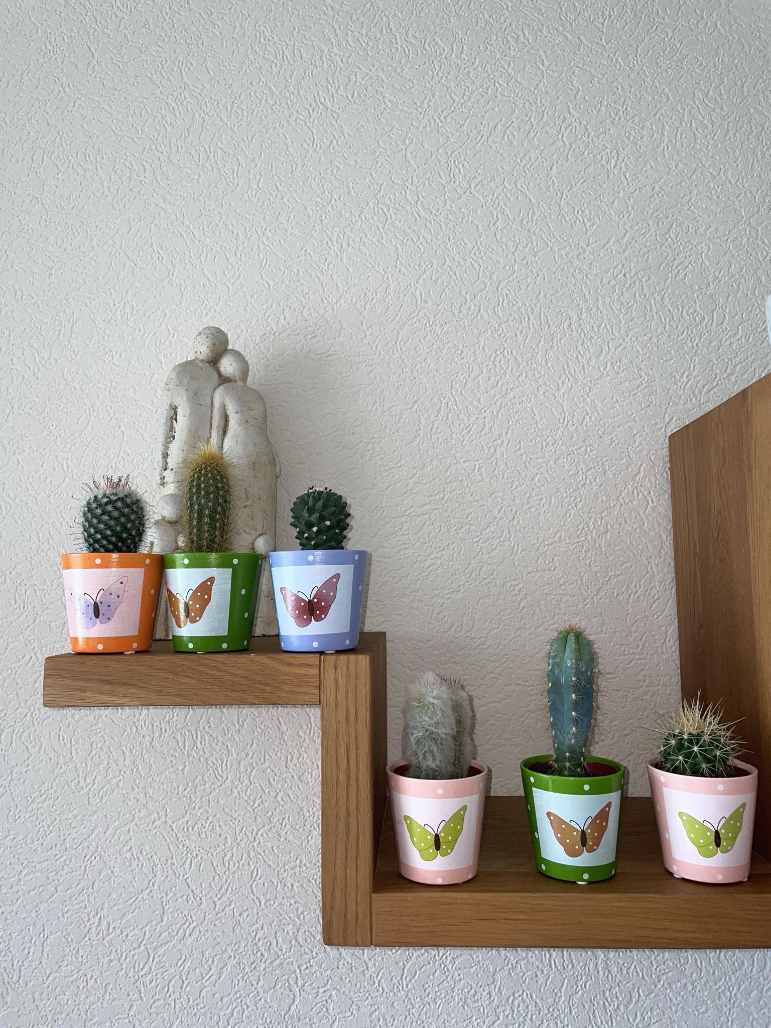 La Green Touch - Lot de 6 Cactus - Collection Papillon- La Green Touch - Image 3