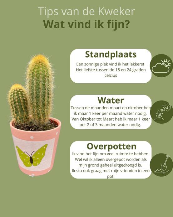 La Green Touch - Lot de 6 Cactus - Collection Papillon- La Green Touch - Image 5