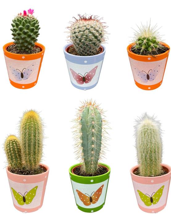La Green Touch - Lot de 6 Cactus - Collection Papillon- La Green Touch - Image 1
