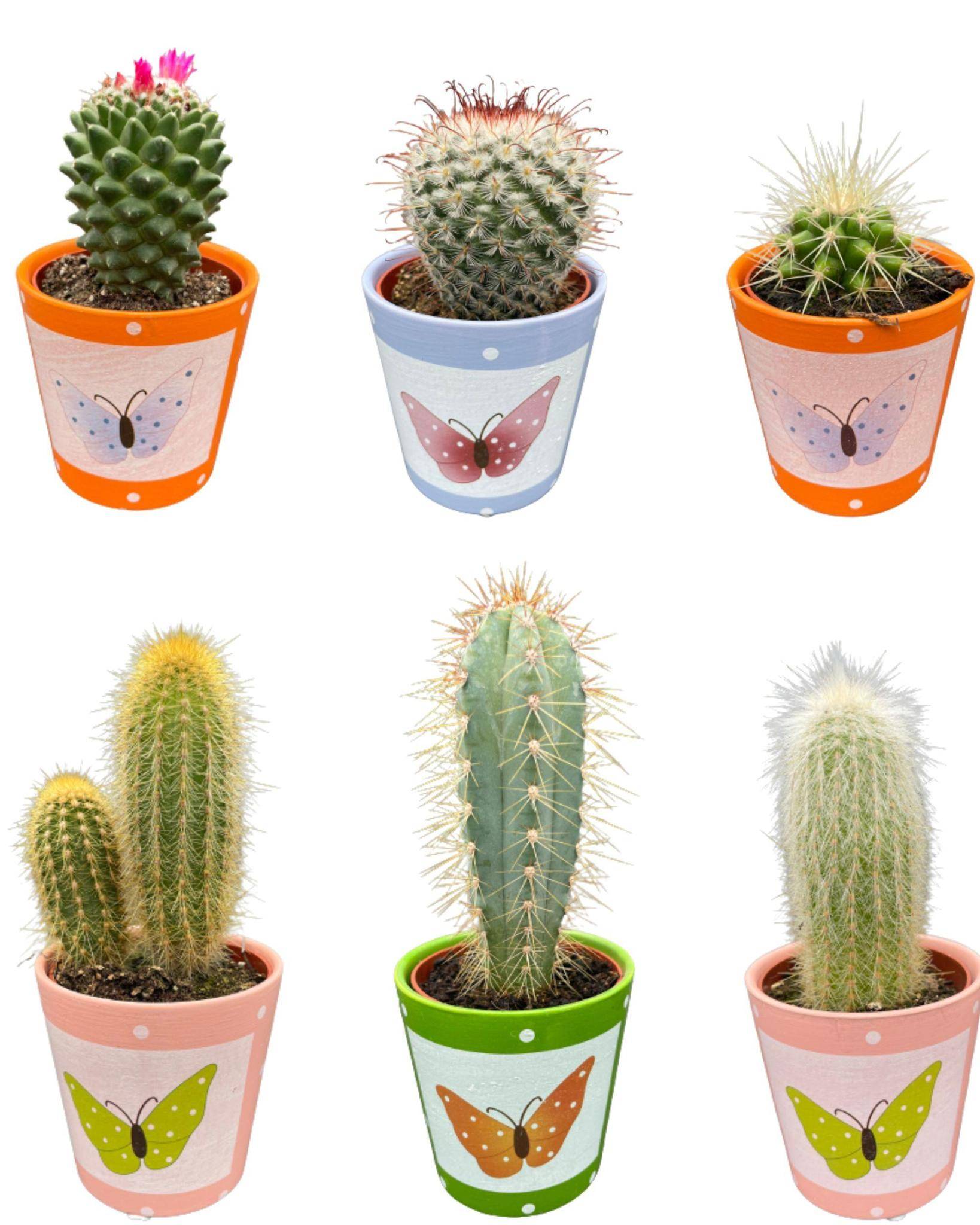 La Green Touch - Lot de 6 Cactus - Collection Papillon- La Green Touch - Image 1