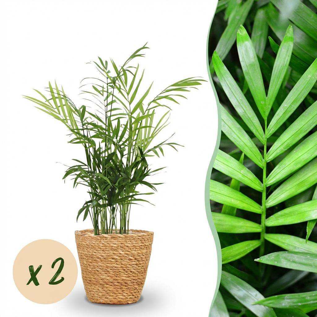 La Green Touch - Chamaedorea Elegans - H40cm - Image 2