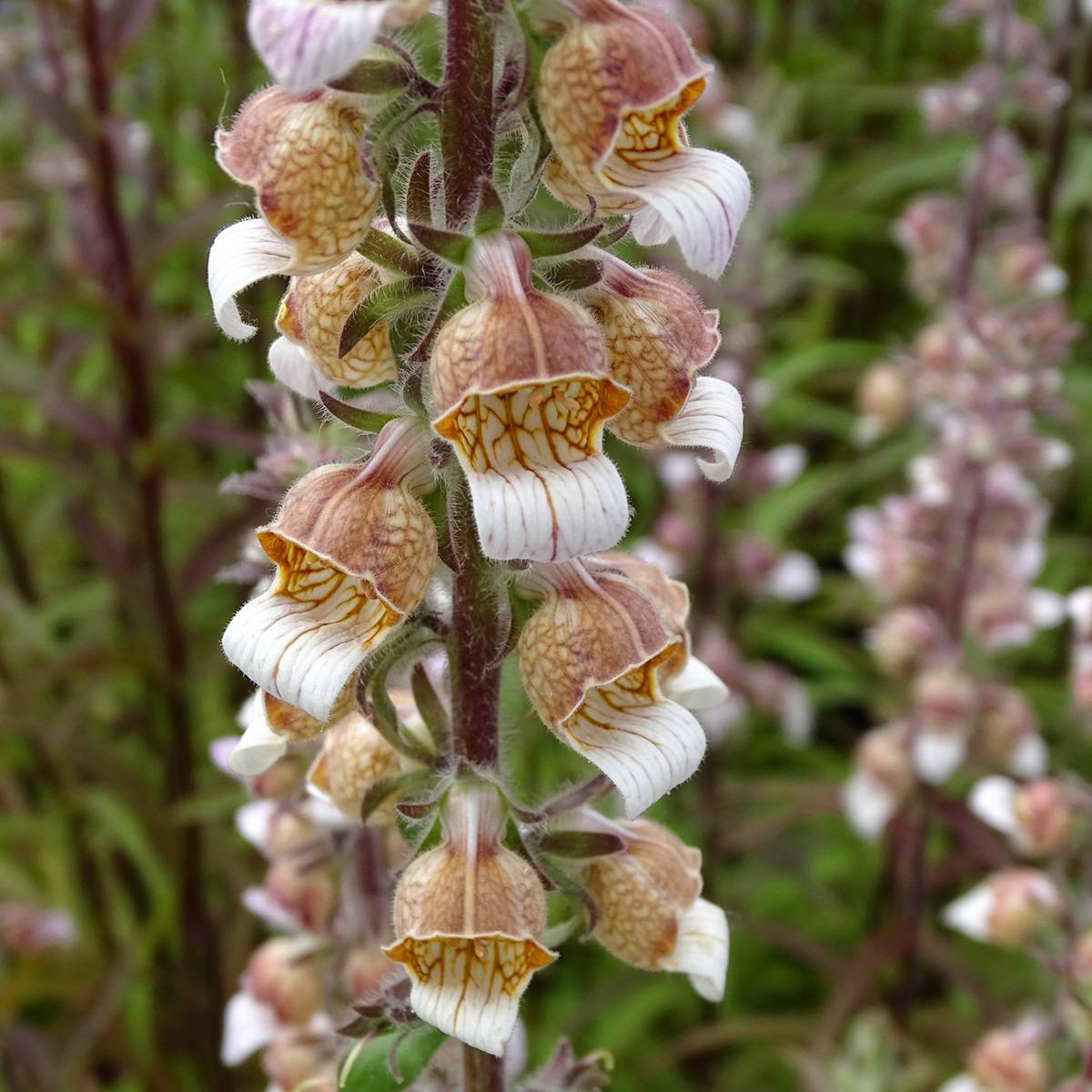 Digitale laineuse bicolore - Digitalis lanata Godet de 8/9 cm