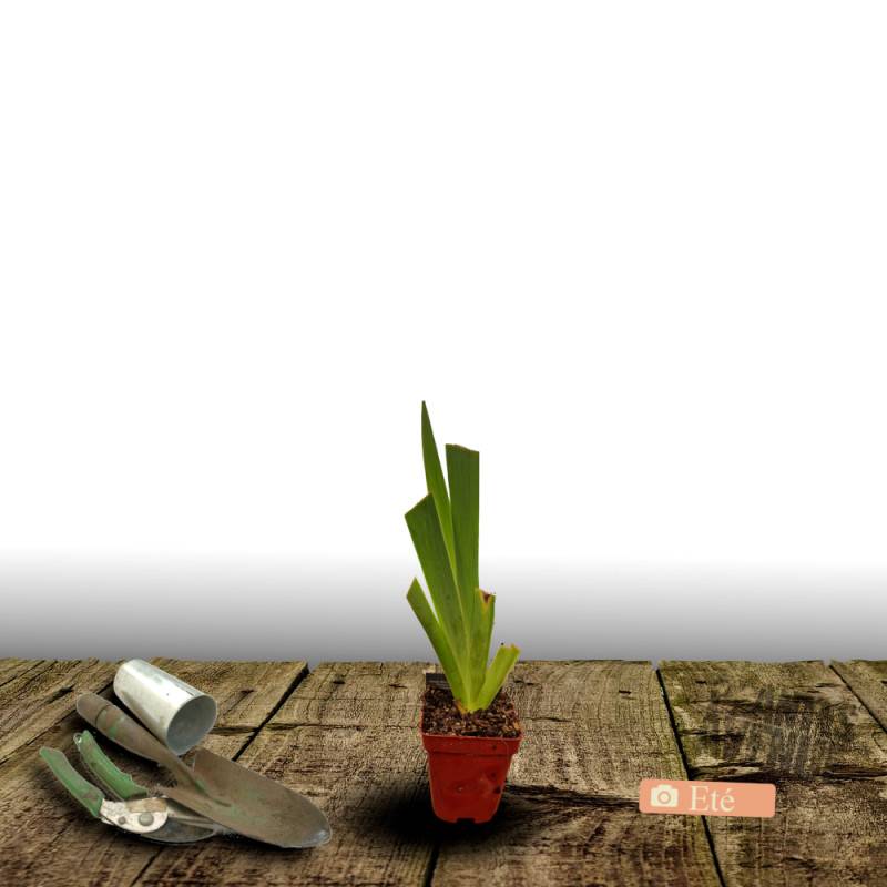 Iris des jardins Granada Gold à fleurs Jaune/ - feuillage Caduc - Godet - 5/20 cm - Imagen 3