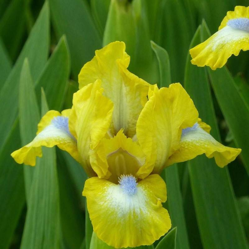 Iris des jardins Granada Gold à fleurs Jaune/ - feuillage Caduc - Godet - 5/20 cm - Imagen 1