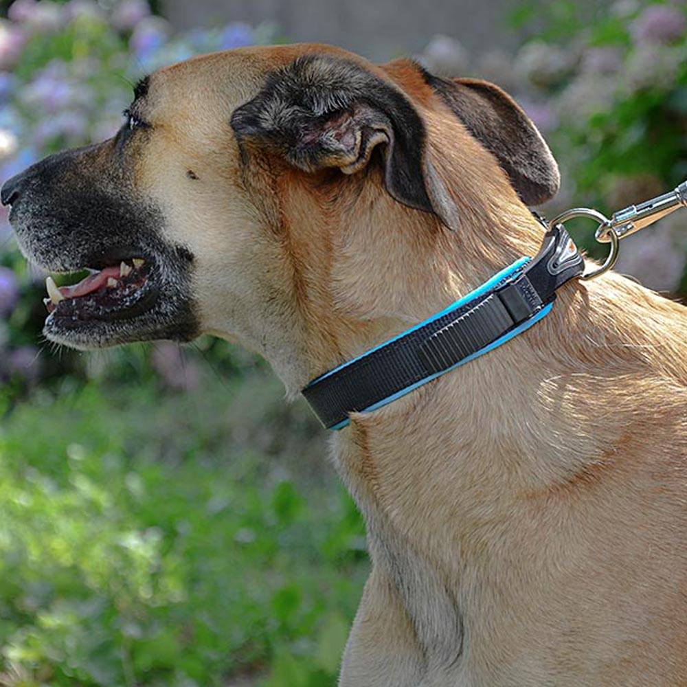 Ferplast - Collier Ergonomique pour Chiens ERGOFLUO C15/42 avec Rembourrage et Fermeture à Micro-régulation - Imagen 5