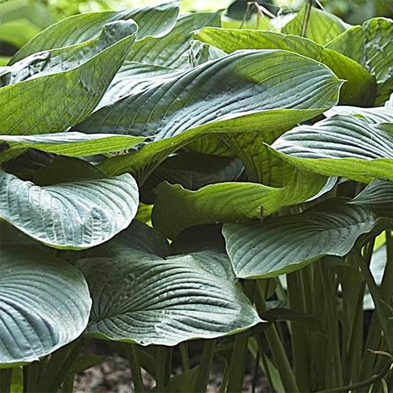 Hosta Empress Wu - Hosta géant Pot de 1,5L/2L