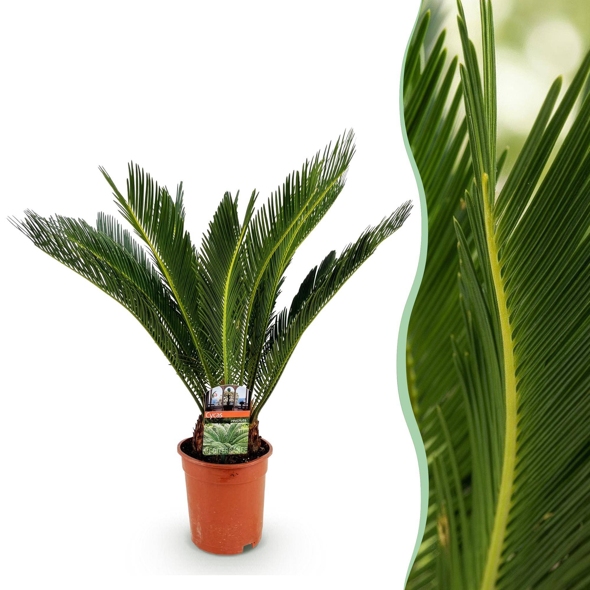Cycas revoluta - Palmier - Pot de 17cm - Hauteur 55-65cm - 1 plante - Plantes d'intérieur