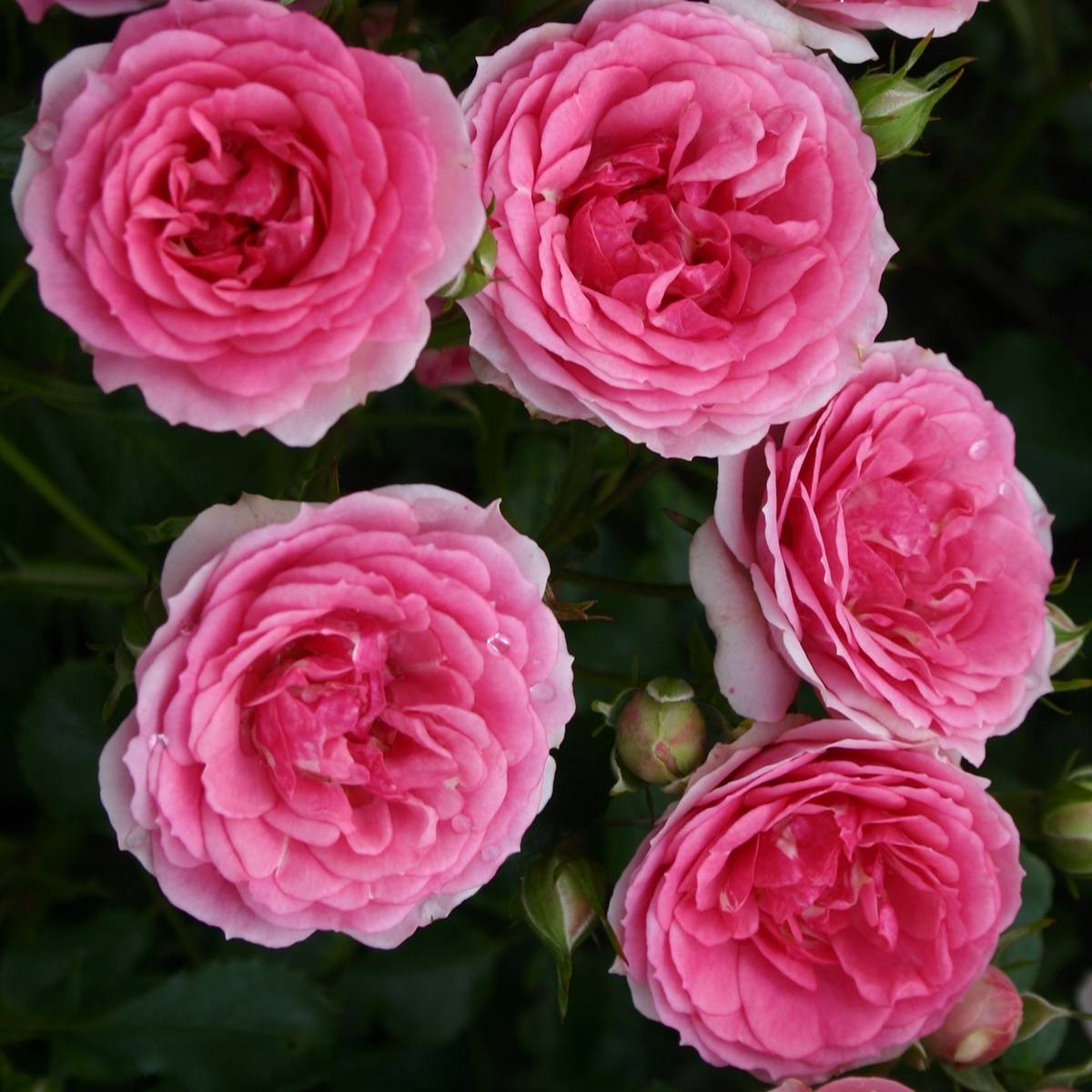 Rosier couvre-sol Amica Pot de 3L/4L