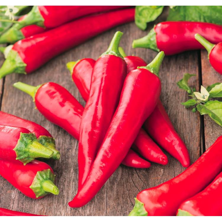 Plant de Piment de Cayenne pot de 0,5 litre - Image 1