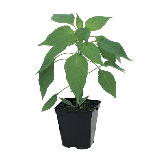 Plant de Piment de Cayenne pot de 0,5 litre - Image 2