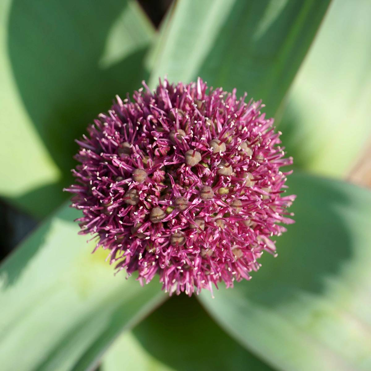 Promesse de Fleurs - Ail d'ornement - Allium Ostara Bulbe calibre 12+ (par 10)