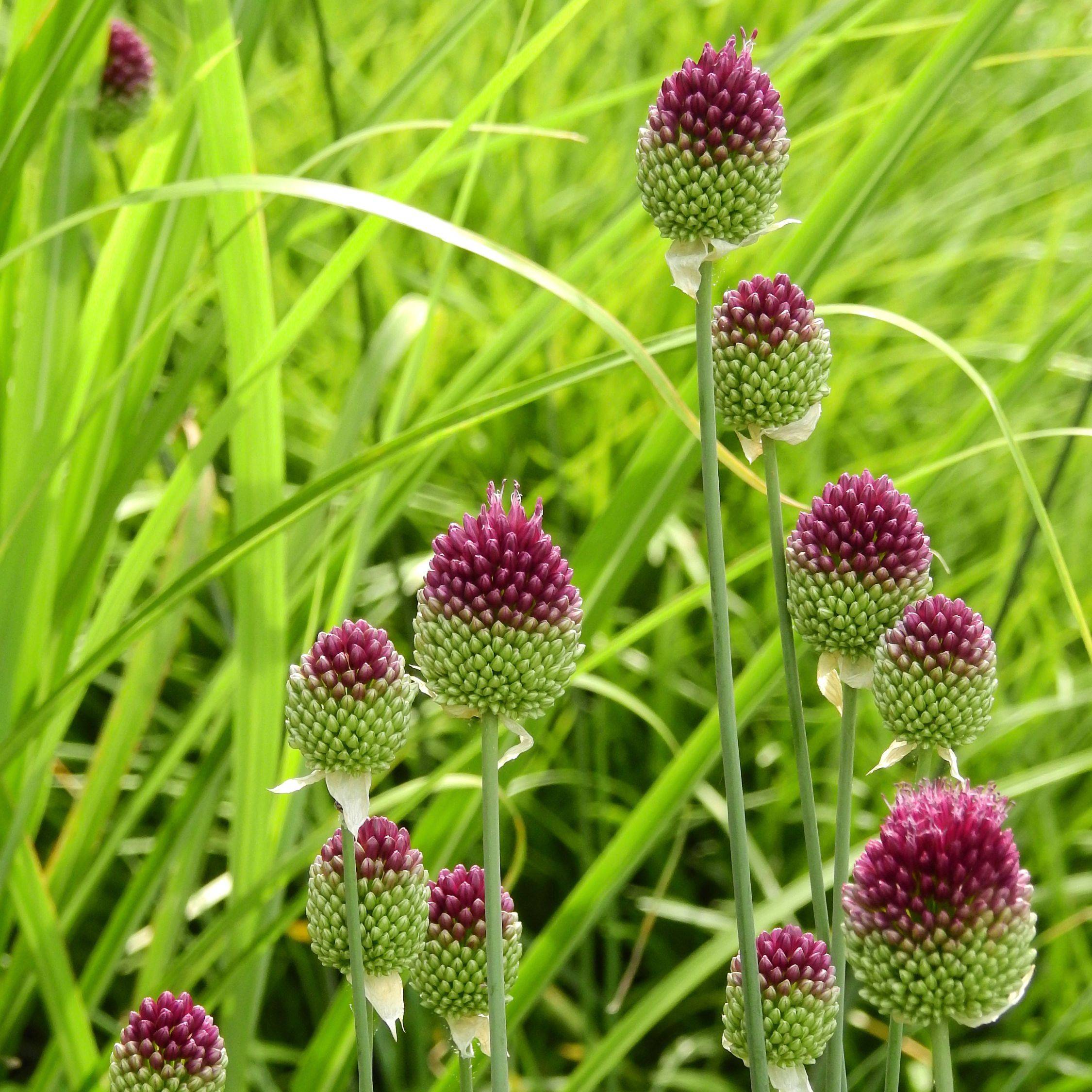 Plant In A Box - Ail - Set de 100 - Allium 'Sphaerocephalon' - Bulbes à fleurs - Violet - Image 3