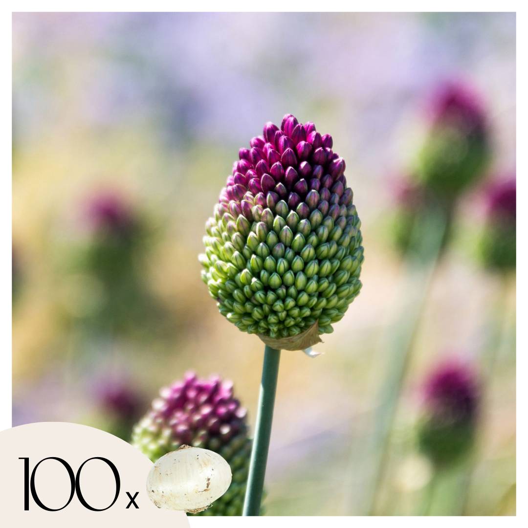Plant In A Box - Ail - Set de 100 - Allium 'Sphaerocephalon' - Bulbes à fleurs - Violet - Image 1