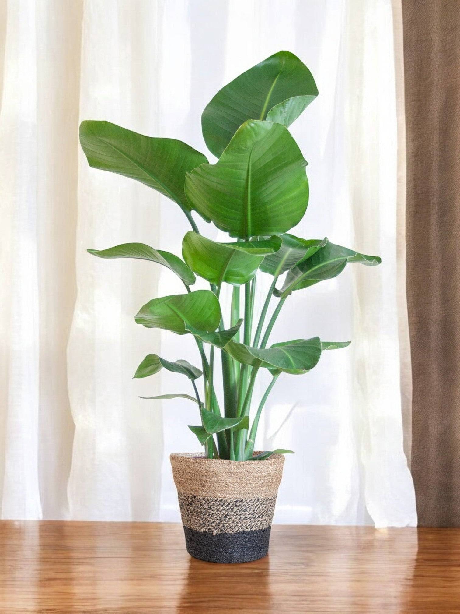 La Green Touch - Strelitzia Nicolai et Son Pot Panier Marron Clair - H80cm - Image 2