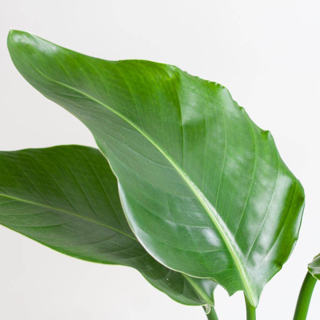 La Green Touch - Strelitzia Nicolai et Son Pot Panier Marron Clair - H80cm - Image 7