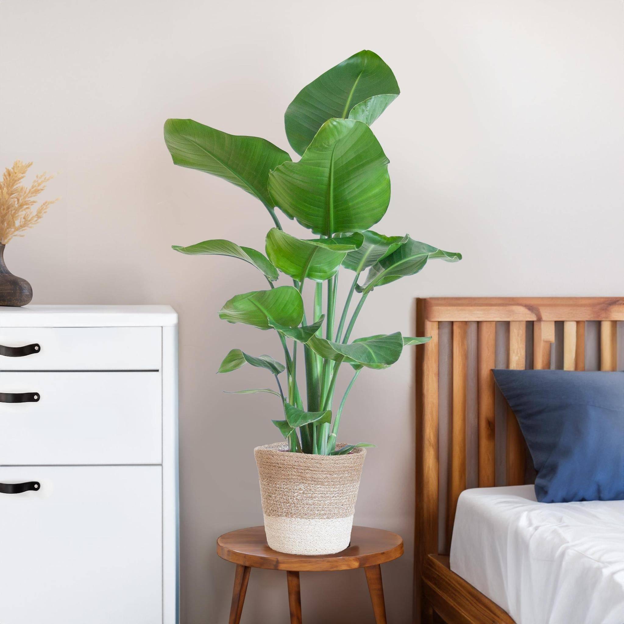 La Green Touch - Strelitzia Nicolai et Son Pot Panier Marron Clair - H80cm - Image 3