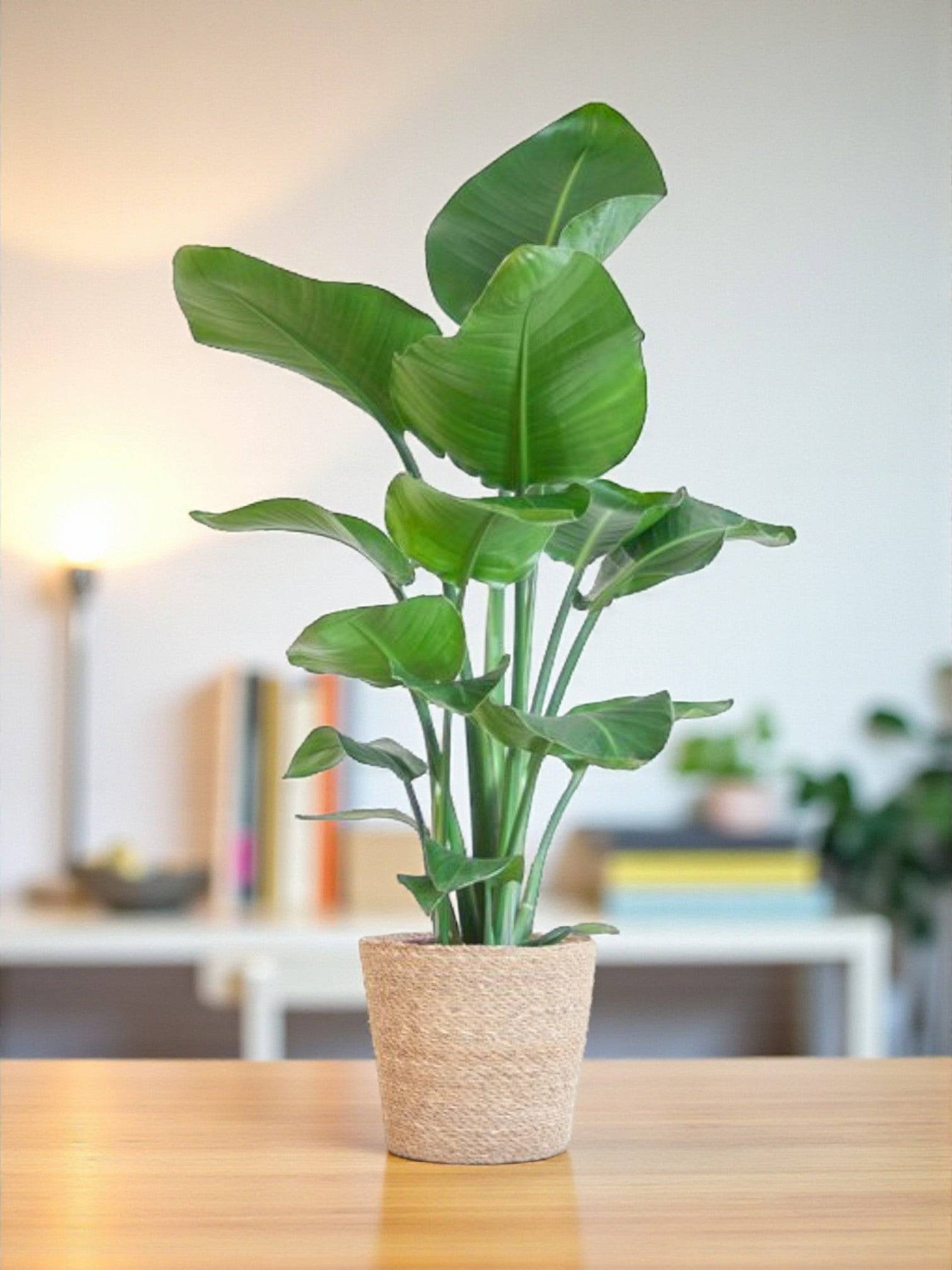 La Green Touch - Strelitzia Nicolai et Son Pot Panier Marron Clair - H80cm - Image 1
