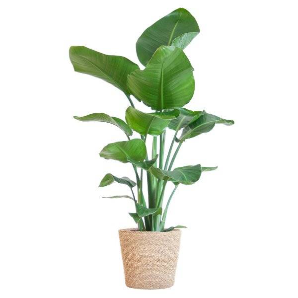 La Green Touch - Strelitzia Nicolai et Son Pot Panier Marron Clair - H80cm - Image 4