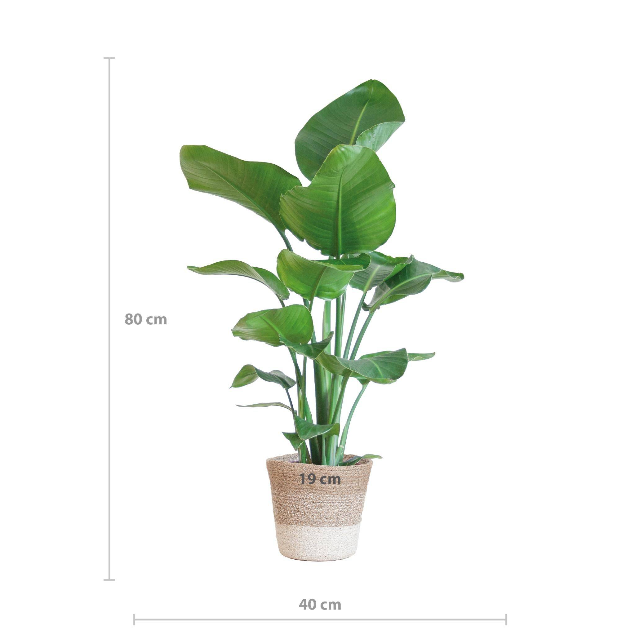 La Green Touch - Strelitzia Nicolai et Son Pot Panier Marron Clair - H80cm - Image 6
