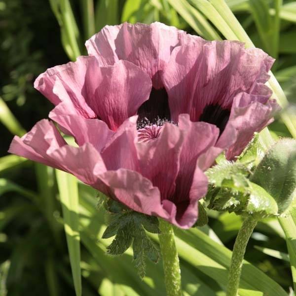 Promesse de Fleurs - Pavot d'Orient Patty's Plum - Papaver orientale Pot de 2L/3L