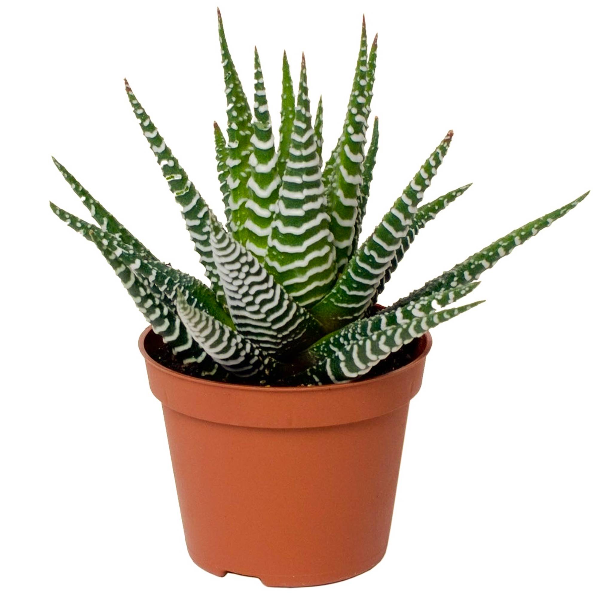 Gardenersdream - 1 Haworthia Big Band | Succulente D'Intérieur En Pot (15-25 Cm En Pot) - GardenersDream - Imagen 2