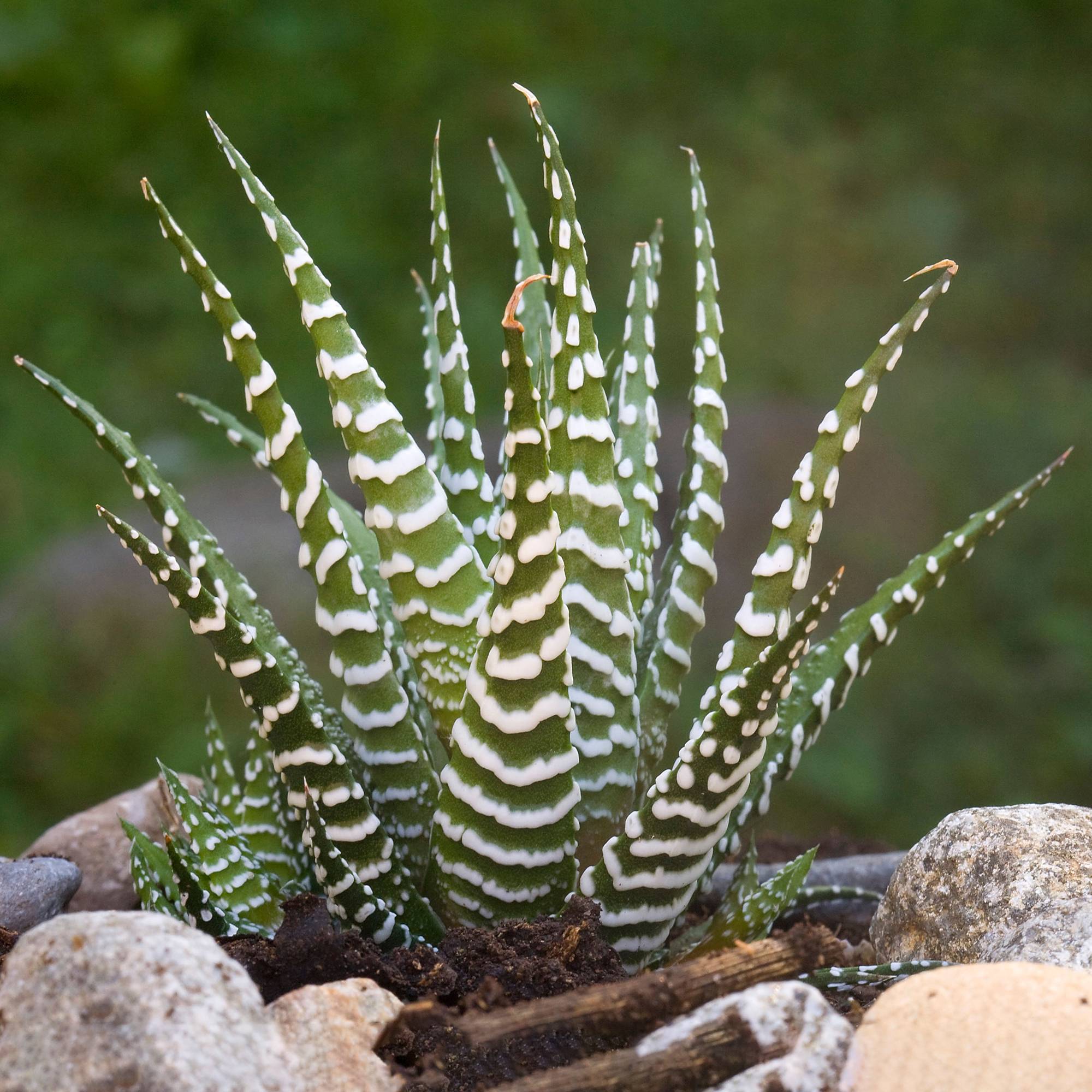 Gardenersdream - 1 Haworthia Big Band | Succulente D'Intérieur En Pot (15-25 Cm En Pot) - GardenersDream - Imagen 1