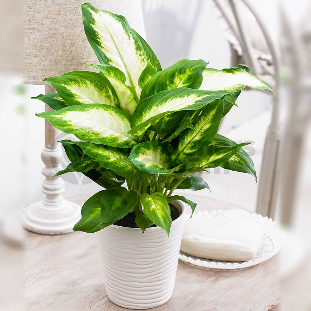 Gardenersdream - Dieffenbachia Camilla - 1 Plante D'Intérieur Vivante En Pot Pour La Maison Ou Le Bureau - GardenersDream - Imagen 2