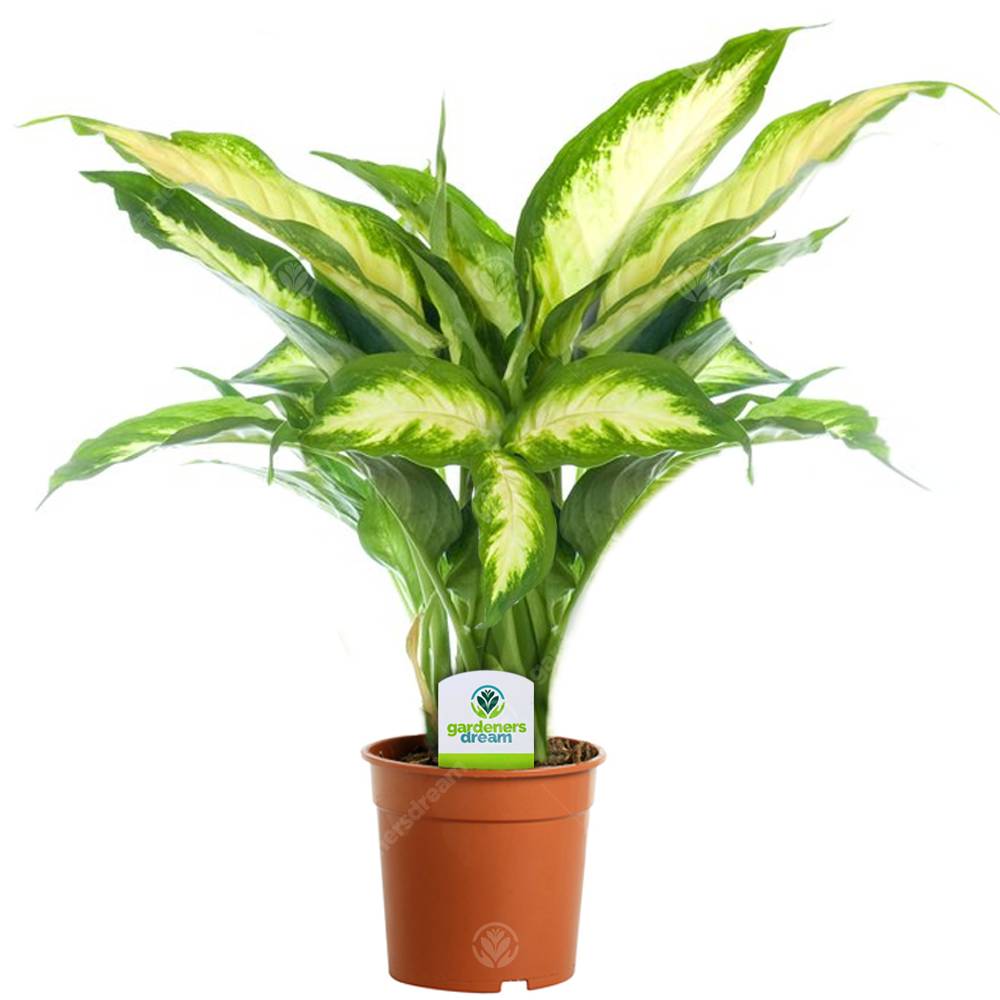 Gardenersdream - Dieffenbachia Camilla - 1 Plante D'Intérieur Vivante En Pot Pour La Maison Ou Le Bureau - GardenersDream - Imagen 1
