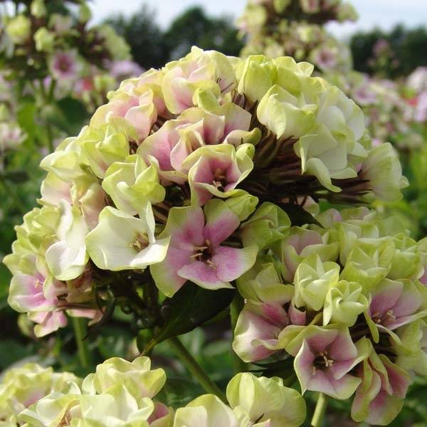 Phlox paniculata Sherbet Blend® - Phlox paniculé vert anis et rose violacé Pot de 2L/3L