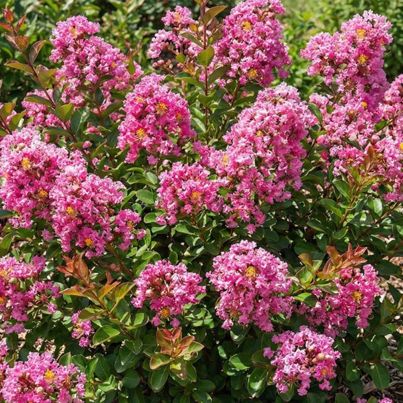 Lilas des Indes 'Petit Pink' (Lagerstroemia indica 'Petite Pink') - Godet 9cm - Pépinières Naudet