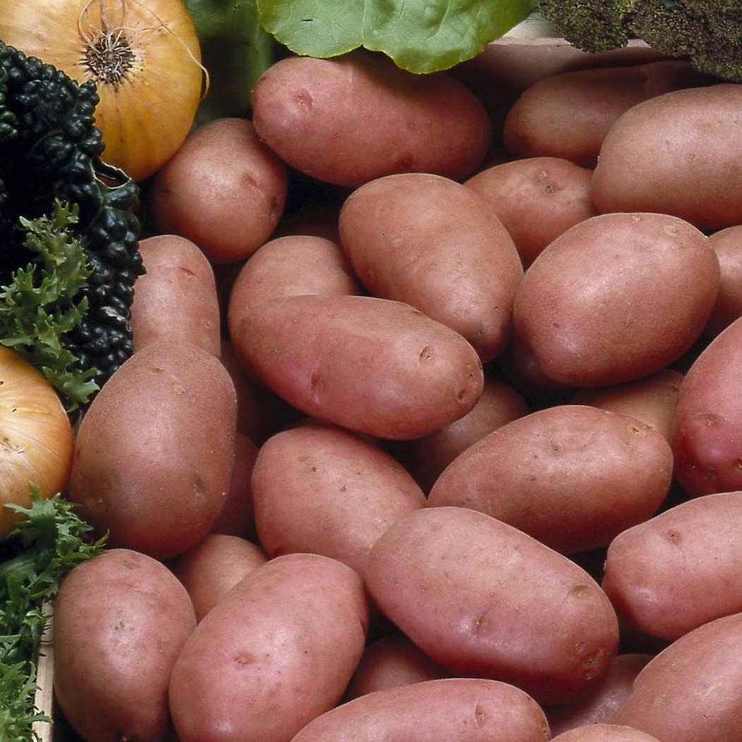 Pommes de terre Rosabelle - Solanum tuberosum Sac de 25 plants calibre 25/40 mm