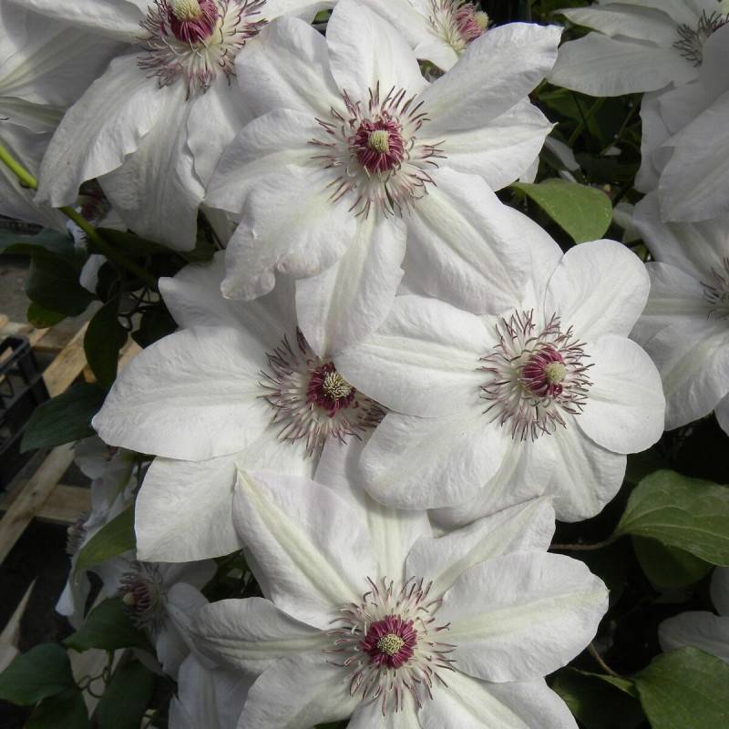 Clématite Miss Bateman à fleurs Blanche - feuillage Caduc - Godet - 5/10 cm-  hauteur à maturité De 2,00 m à 2,50 m - Imagen 1