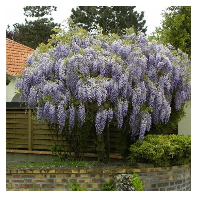 Glycine de Chine à fleurs Bleue - feuillage Caduc - Godet - 5/20 cm-  hauteur à maturité De 5,00 m à 10,00 m - Imagen 10