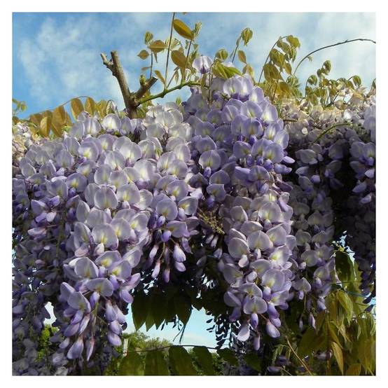 Glycine de Chine à fleurs Bleue - feuillage Caduc - Godet - 5/20 cm- hauteur à maturité De 5,00 m à 10,00 m - Image 4