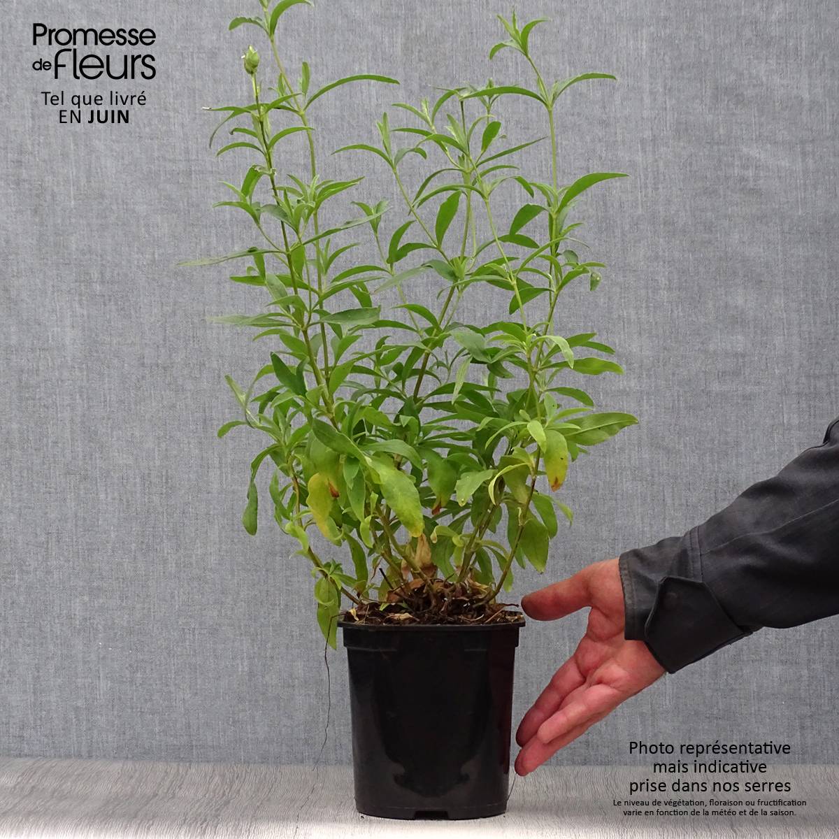 Promesse de Fleurs - Cistus Alan Fradd - Ciste pourpre à fleurs blanches. Pot de 2L/3L - Image 2