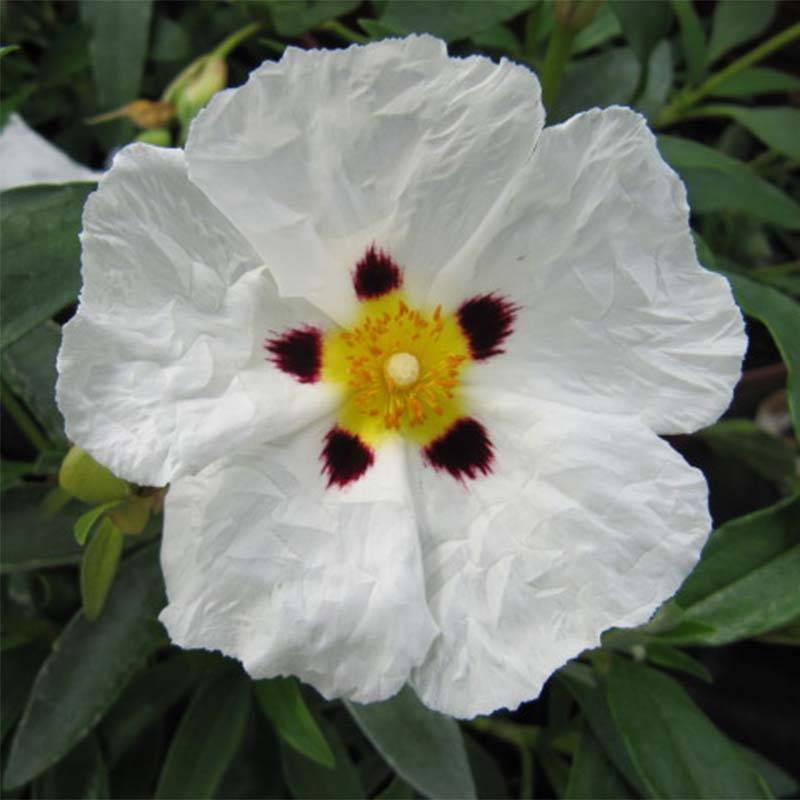Promesse de Fleurs - Cistus Alan Fradd - Ciste pourpre à fleurs blanches. Pot de 2L/3L