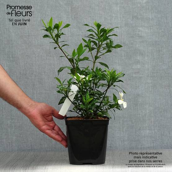 Promesse de Fleurs - Gardenia Sweetheart - Jasmin du Cap Pot de 2L/3L - Image 2